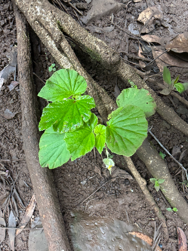 Begonia hirtella, photograph 6