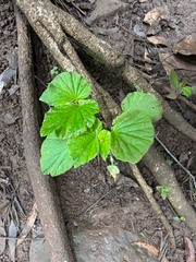 Begonia hirtella, photograph (c) Nathan Nguyen, some rights reserved (CC BY)