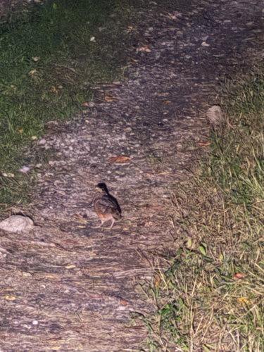 American Woodcock observed by tomas_kay