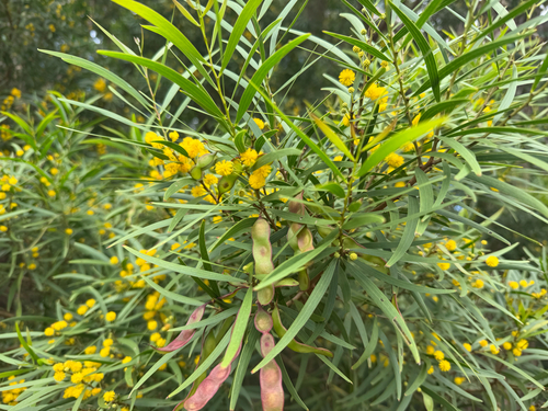 Acacia confusa observed 2026-08-30