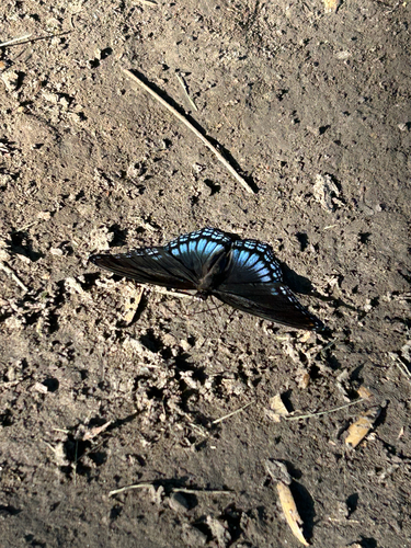 Red-spotted Admiral