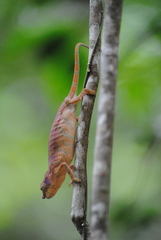 Furcifer rhinoceratus