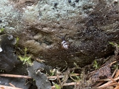 Euconulus fulvus