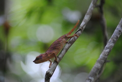 Furcifer rhinoceratus