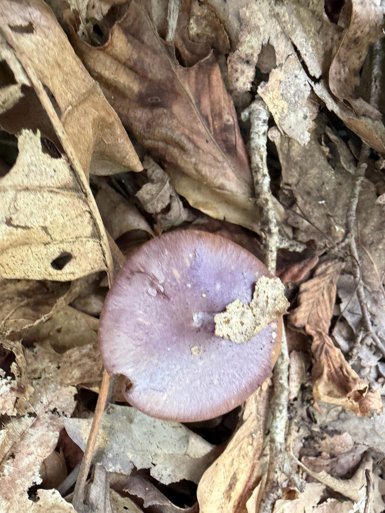 Viscid Violet Cort · August 2026 · photo: Photo: (c) Sawyer Baran, some rights reserved (CC BY) · iNaturalist