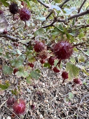 Ribes roezlii