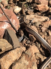 Salvadora hexalepis hexalepis