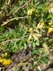 Acmispon dendroideus dendroideus