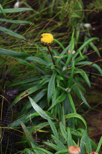 Coronidium rupicola, 2026-08-29
