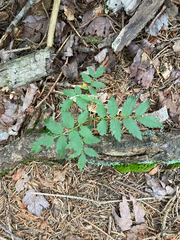 Sorbus americana, photograph author not stated, no rights reserved