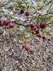 Ribes roezlii, photograph author not stated, no rights reserved