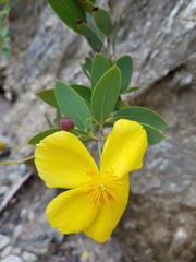 Dendromecon harfordii