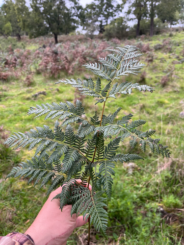Austral Bracken