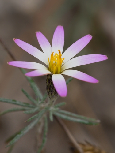 Onoseris hyssopifolia