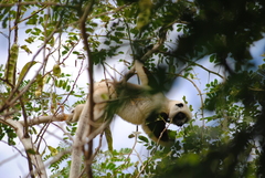 Propithecus coquereli