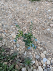 Lappula squarrosa, photograph author not stated, no rights reserved