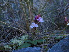 Disa rosea