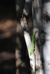 Phelsuma kochi