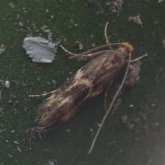 Oinophila v-flava