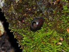 Muscardinus avellanarius
