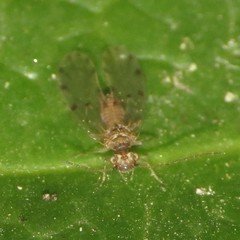 Ectopsocus californicus