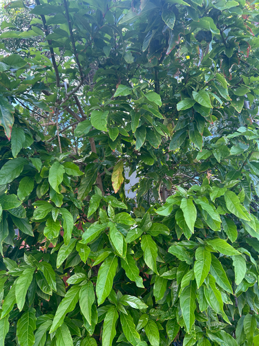Citharexylum spinosum observed 2026-08-30