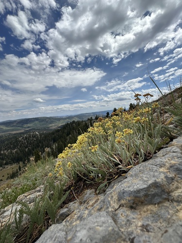 Eriogonum brevicaule