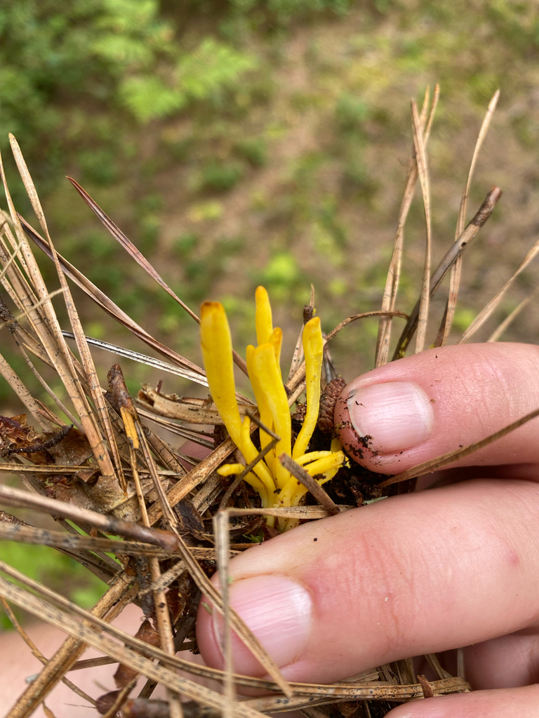 Golden Spindles · August 2026 · photo: Photo: no rights reserved · iNaturalist