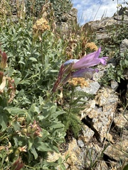 Penstemon montanus