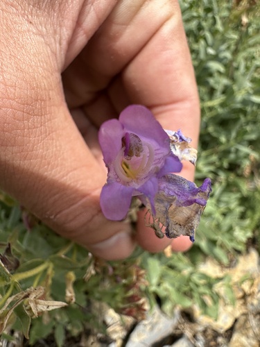 Penstemon montanus, photograph 2