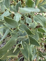 Penstemon montanus, photograph author not stated, no rights reserved