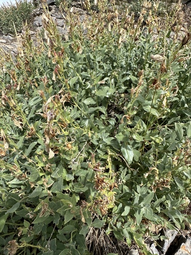 Penstemon montanus, photograph 4