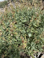Penstemon montanus, photograph author not stated, no rights reserved