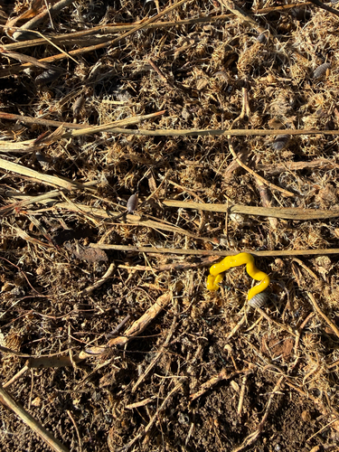 Canary Worm