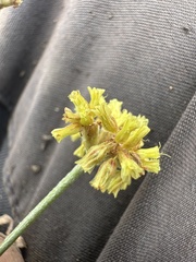 Eriogonum brevicaule, photograph author not stated, no rights reserved