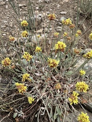 Eriogonum brevicaule, photograph author not stated, no rights reserved