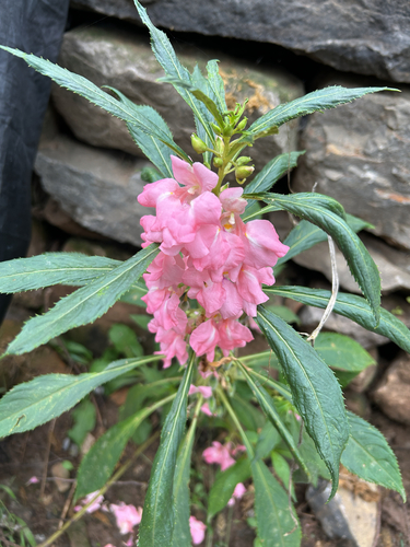 Garden balsam