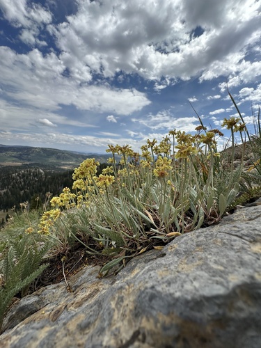 Eriogonum brevicaule, photograph 6