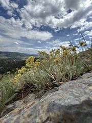 Eriogonum brevicaule, photograph author not stated, no rights reserved