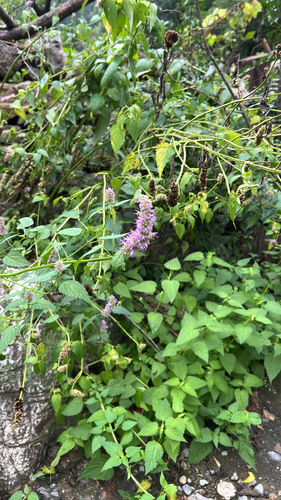 Korean Mint