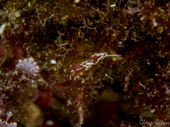 Facelinopsis marioni