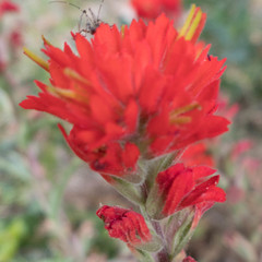 Castilleja affinis affinis