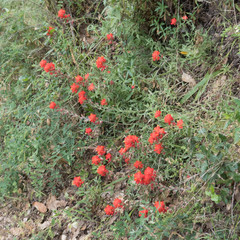 Castilleja affinis affinis