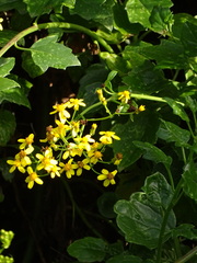Senecio angulatus