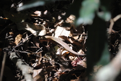 Zonosaurus laticaudatus