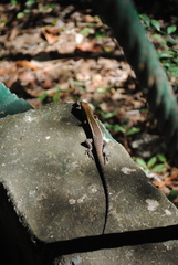 Zonosaurus laticaudatus