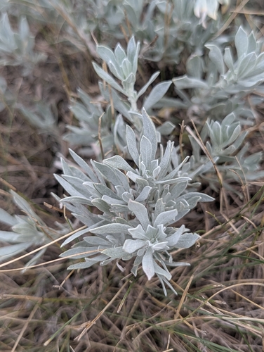Artemisia cana