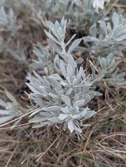 Artemisia cana