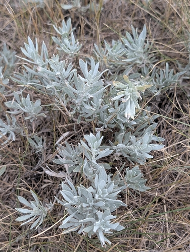 Artemisia cana, photograph 2