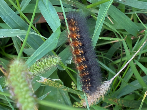 Salt Marsh Moth